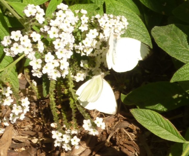 ButterfliesMuseum05c