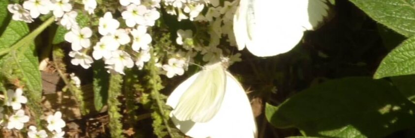 ButterfliesMuseum05c