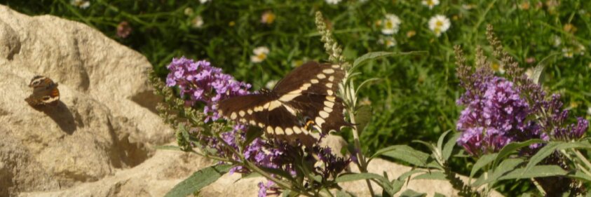ButterfliesMuseum10