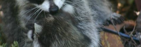 racoon2